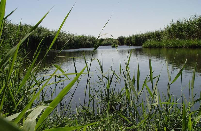 Azraq Wetland Reserve景点图片