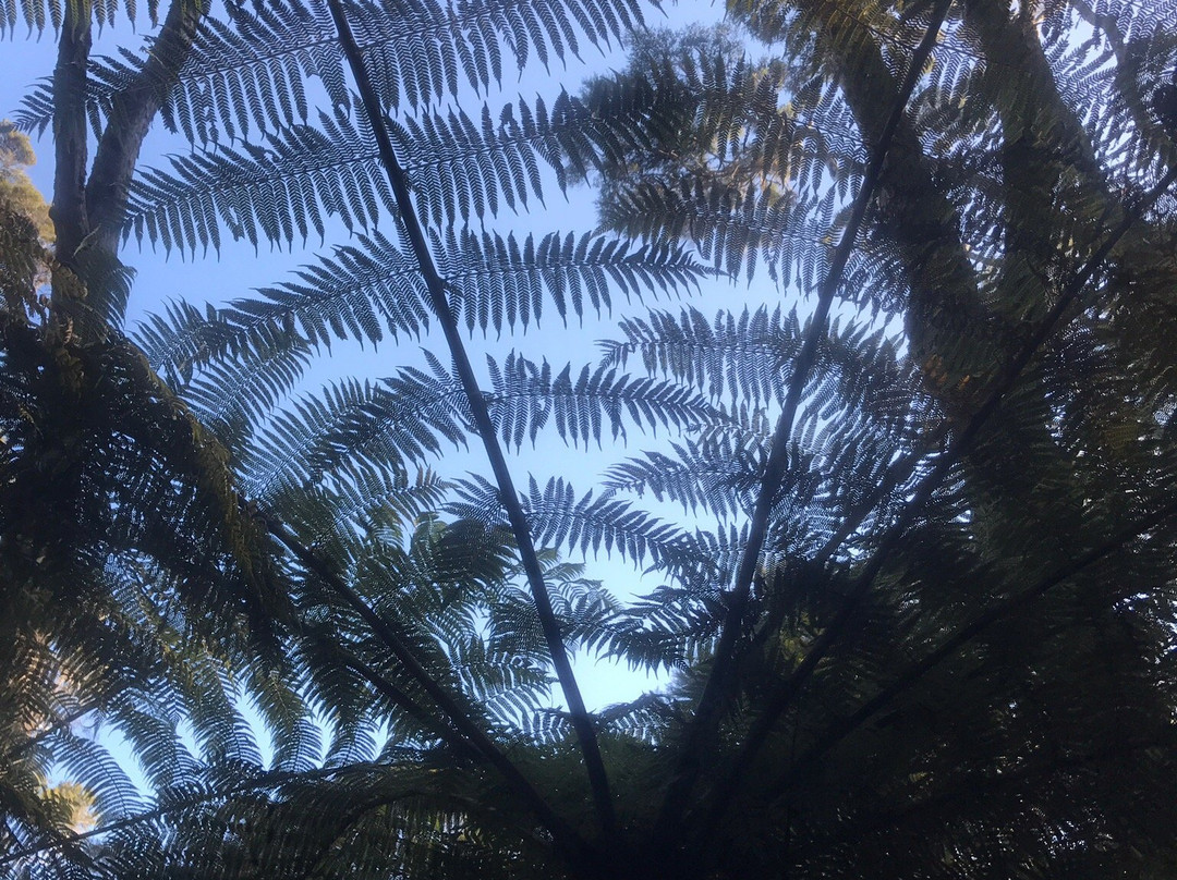 Kaitoke Hot Springs景点图片
