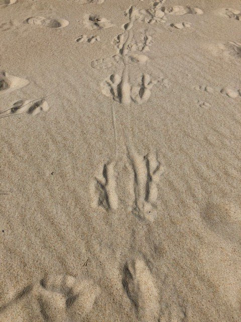 Henty Dunes-斯特拉恩必去景点