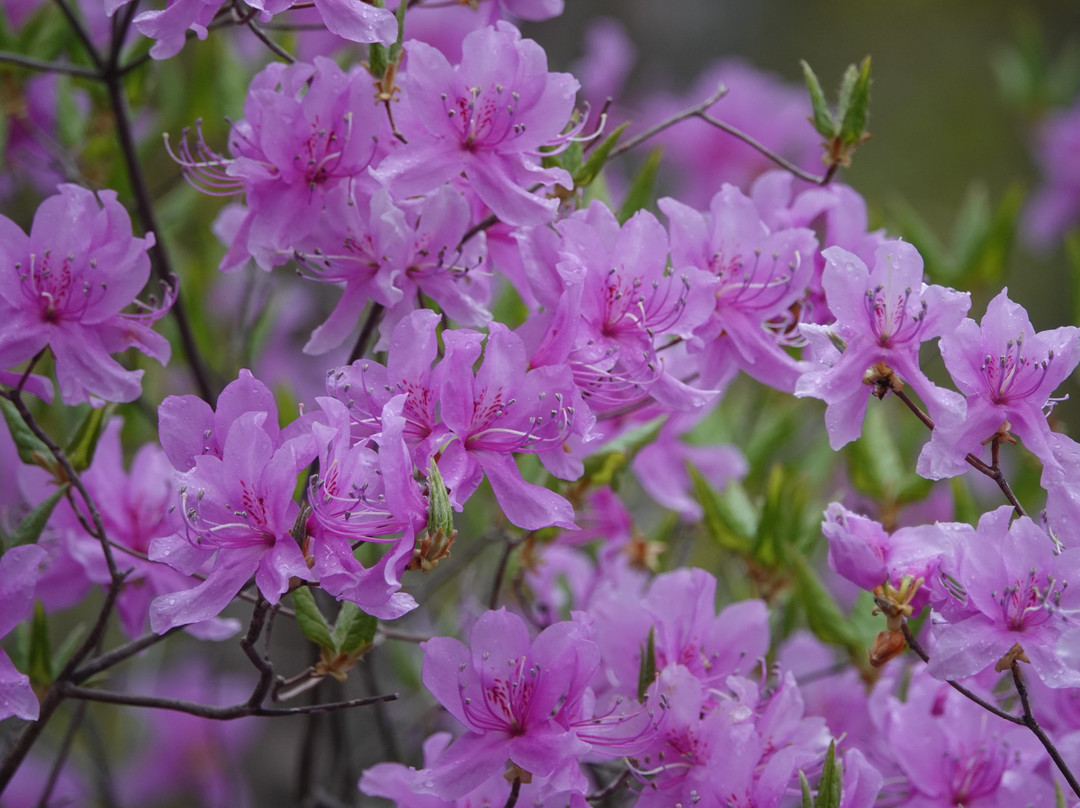 Ido Wetland-鹿沼市必去景点