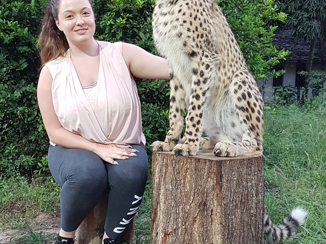 猎豹动物园-桑给巴尔岛必去景点