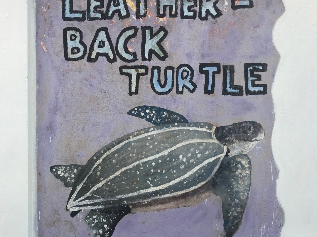 Sea Turtle Hatchery景点图片