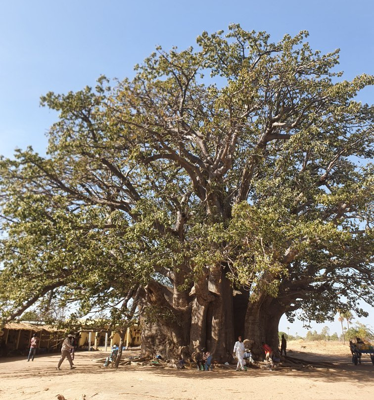 Diegane Diouf Senegal Guide-莫布瓦必去景点