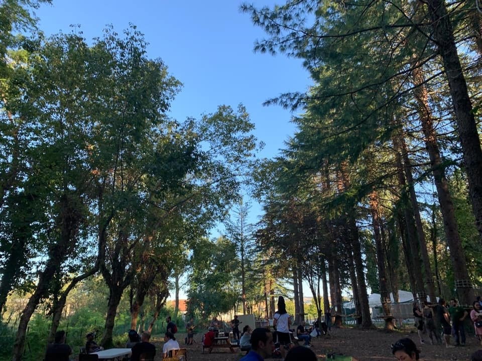 Treepark