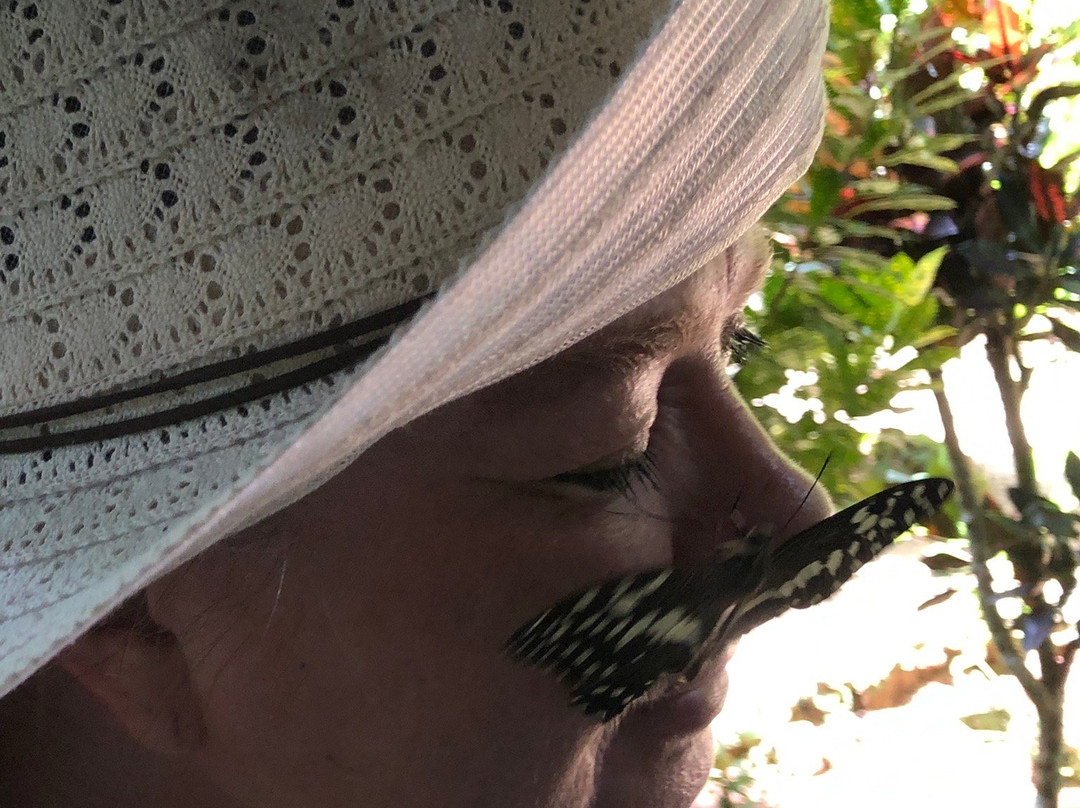 Zanzibar Butterfly Centre景点图片