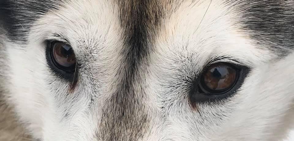 Peace Pups Dog Sledding-Elmore必去景点