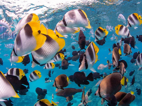 Bora Ocean Adventures-瓦伊塔佩必去景点