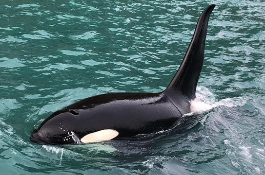 Saltwater Safari Company-苏厄德必去景点