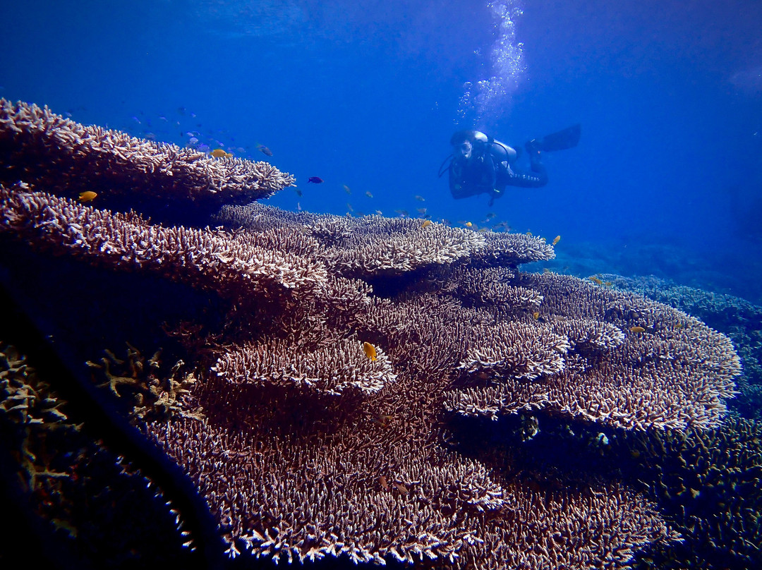 Alegria Dive Resort景点图片