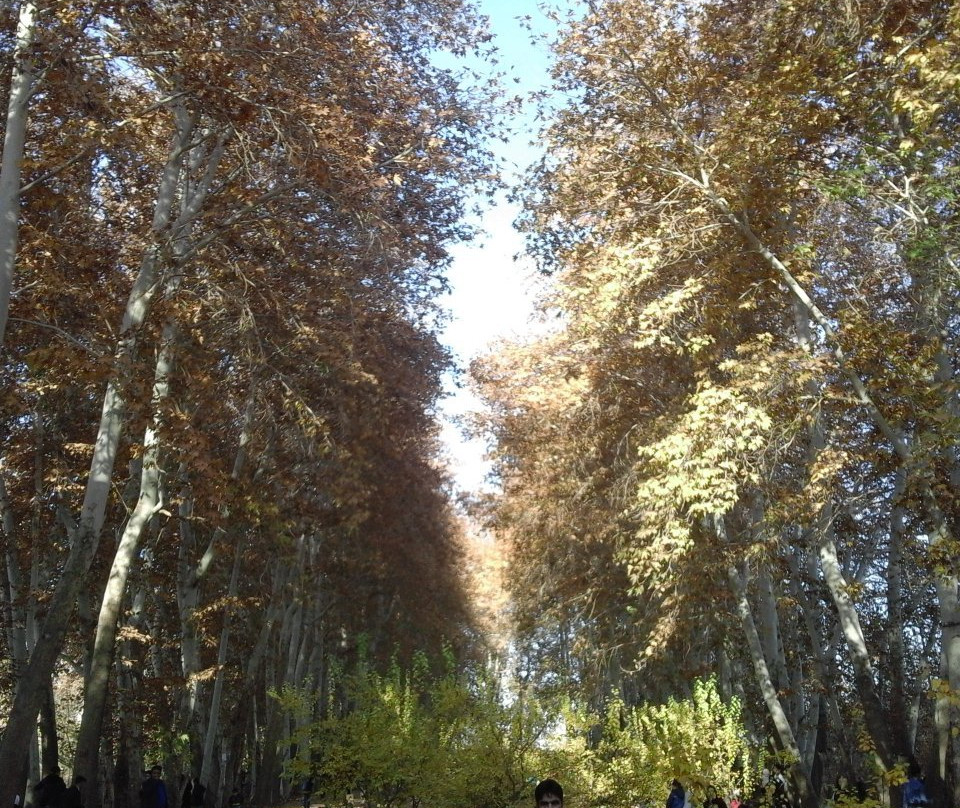 Bagh e Do Sarv主图