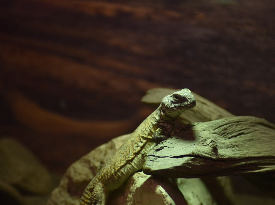 Tropicarium Park景点图片