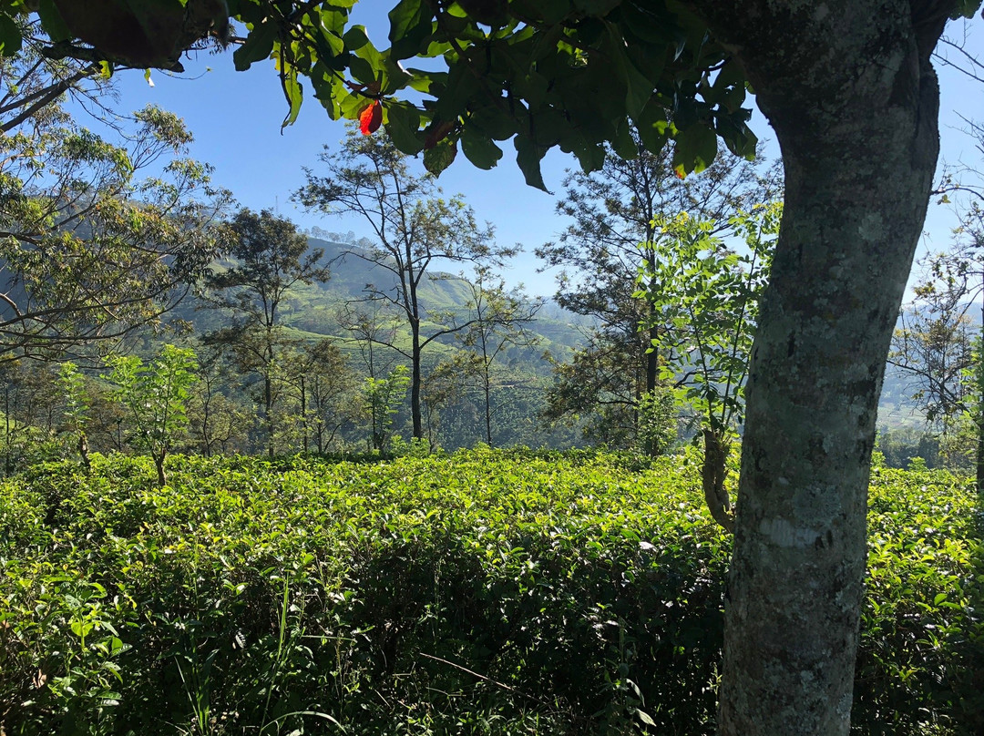锡兰茶酒店主图