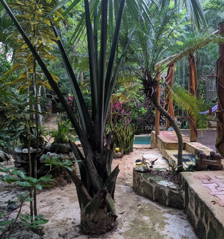 La Selva Mariposa主图