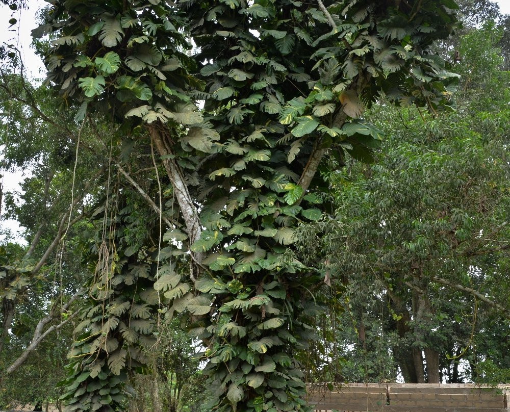 Aburi Botanical Gardens-Aburi必去景点