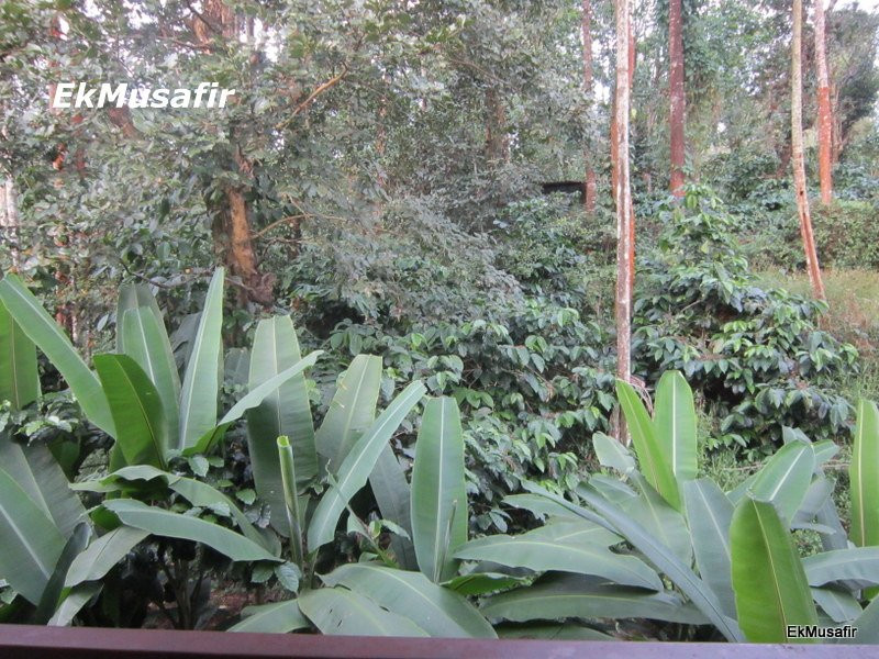 Club Mahindra Resort - Virajpet, Coorg主图