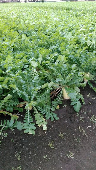 Kurosakinohana-三浦市必去景点