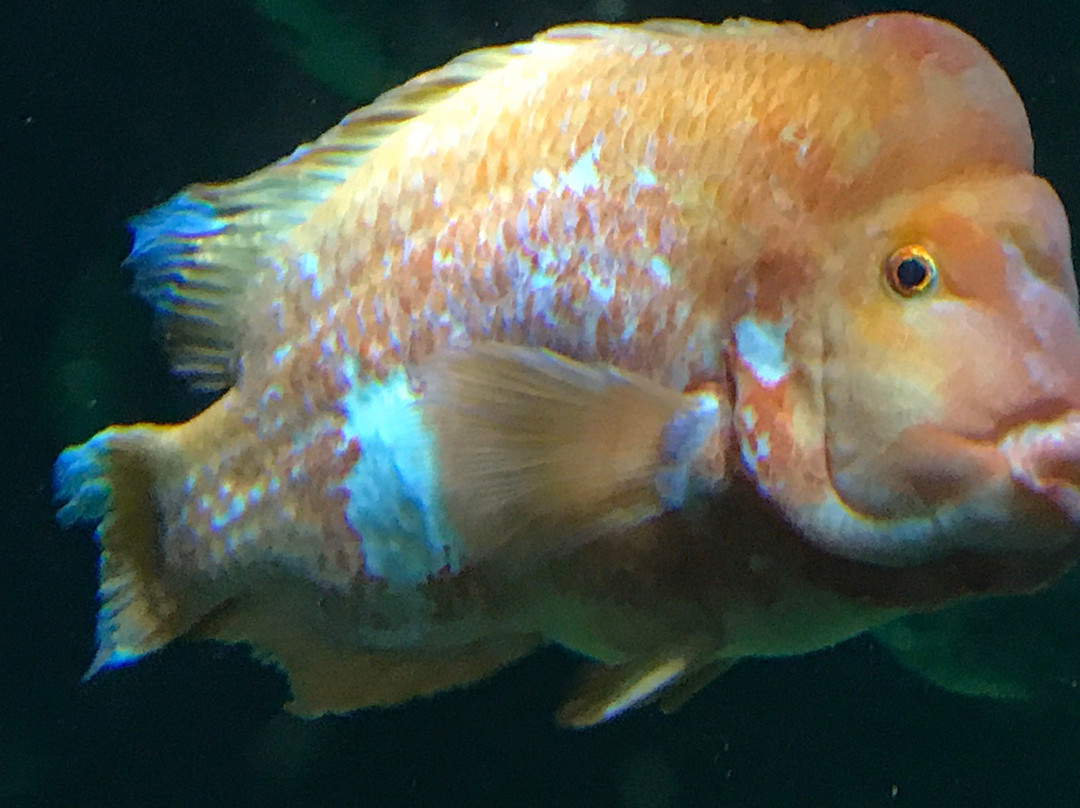 SEA LIFE at Mall of America-布卢明顿必去景点