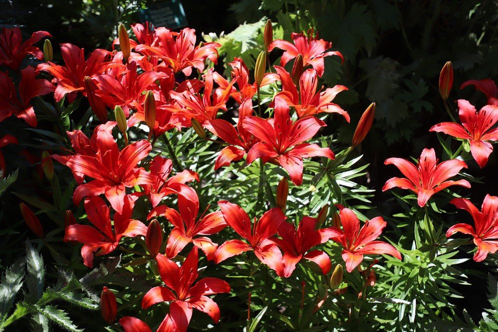 St. Albert Botanic Park-圣艾伯特必去景点