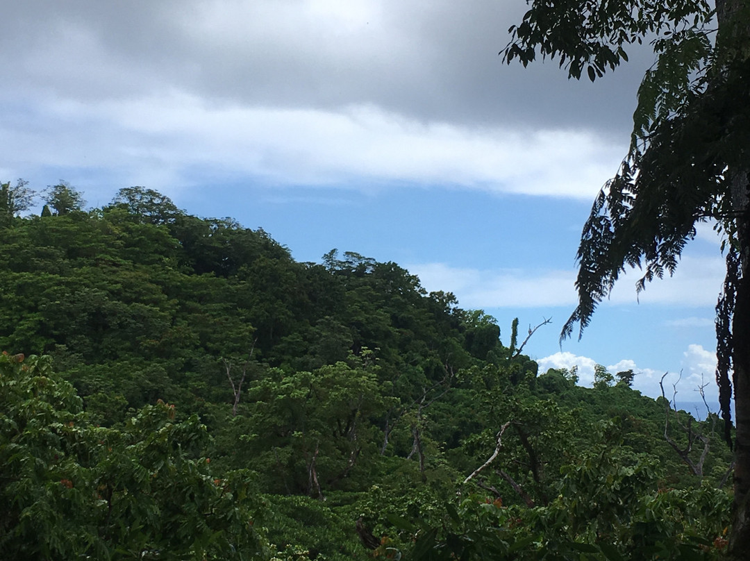 Falealupo Canopy Walk-萨瓦伊岛必去景点