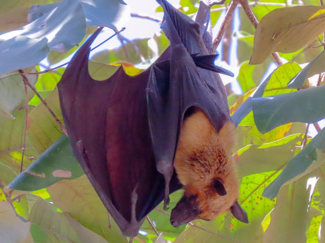 Wat Pho Bang Khla-北柳必去景点