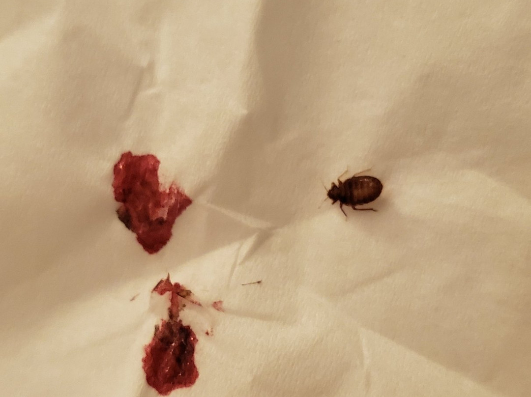 Days Inn by Wyndham Globe主图