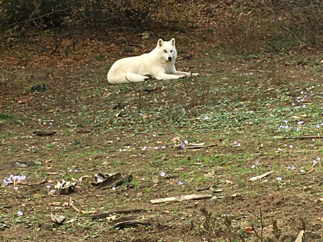 Wolf & Lynx Conservation Area-Agrapidies必去景点