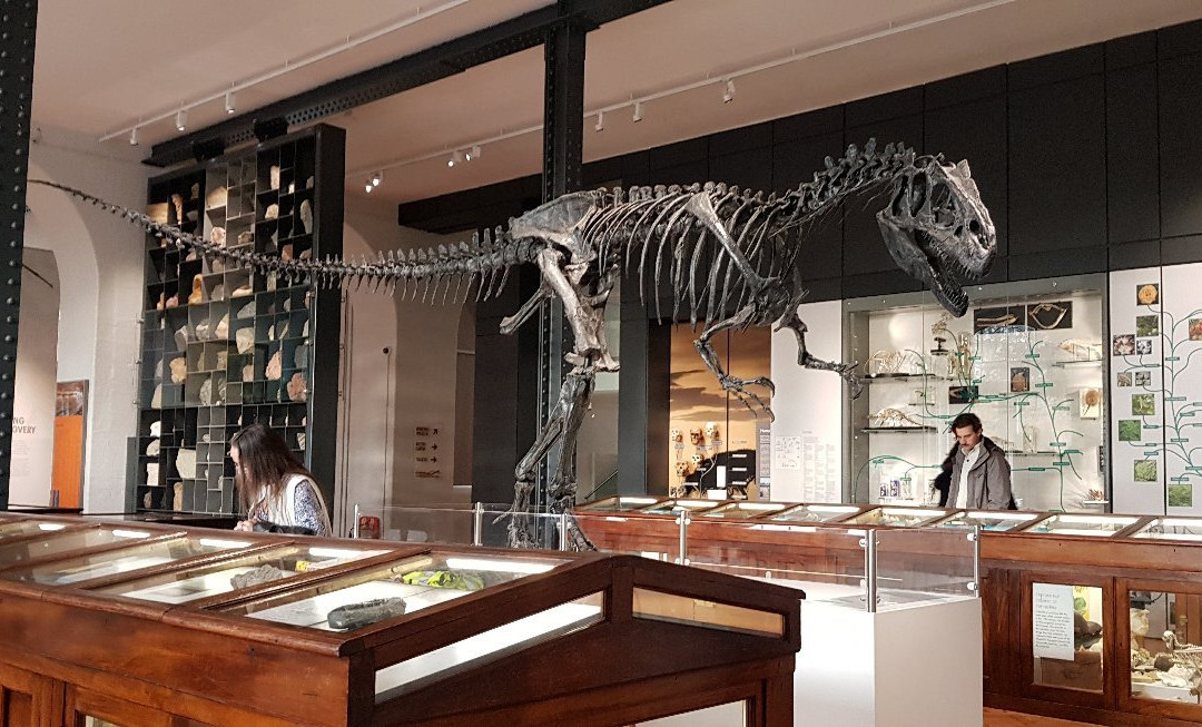 Lapworth Museum of Geology景点图片