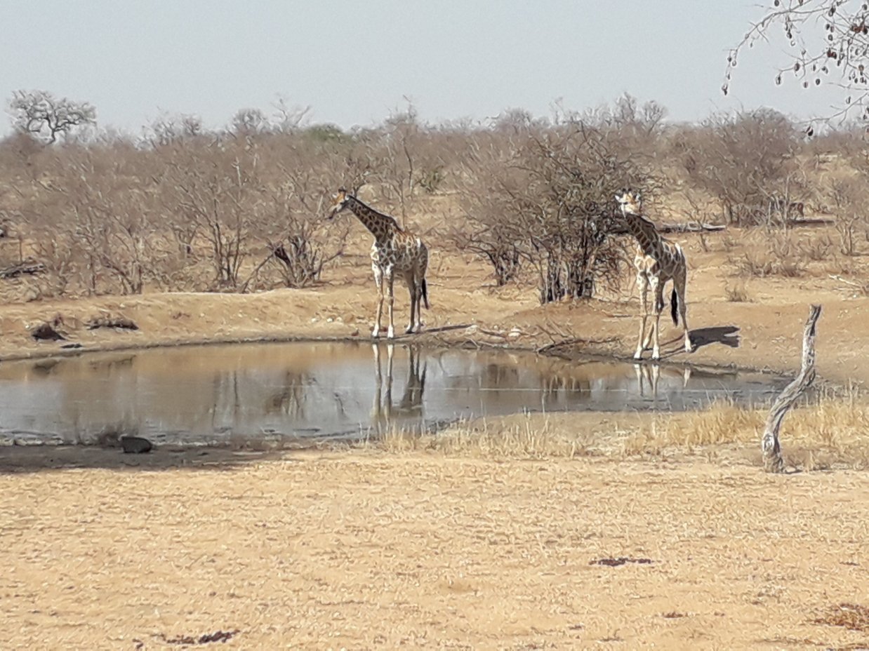 Kambaku Safari Lodge-酒店景观