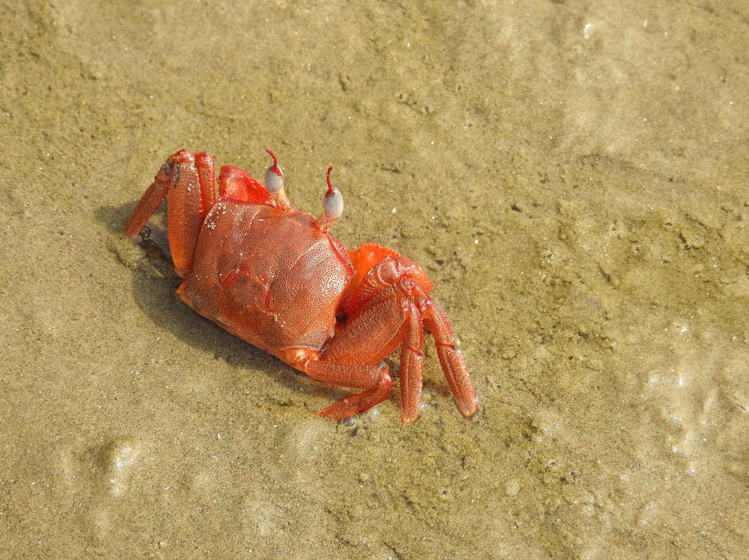 Sabuj Saikat Resort主图