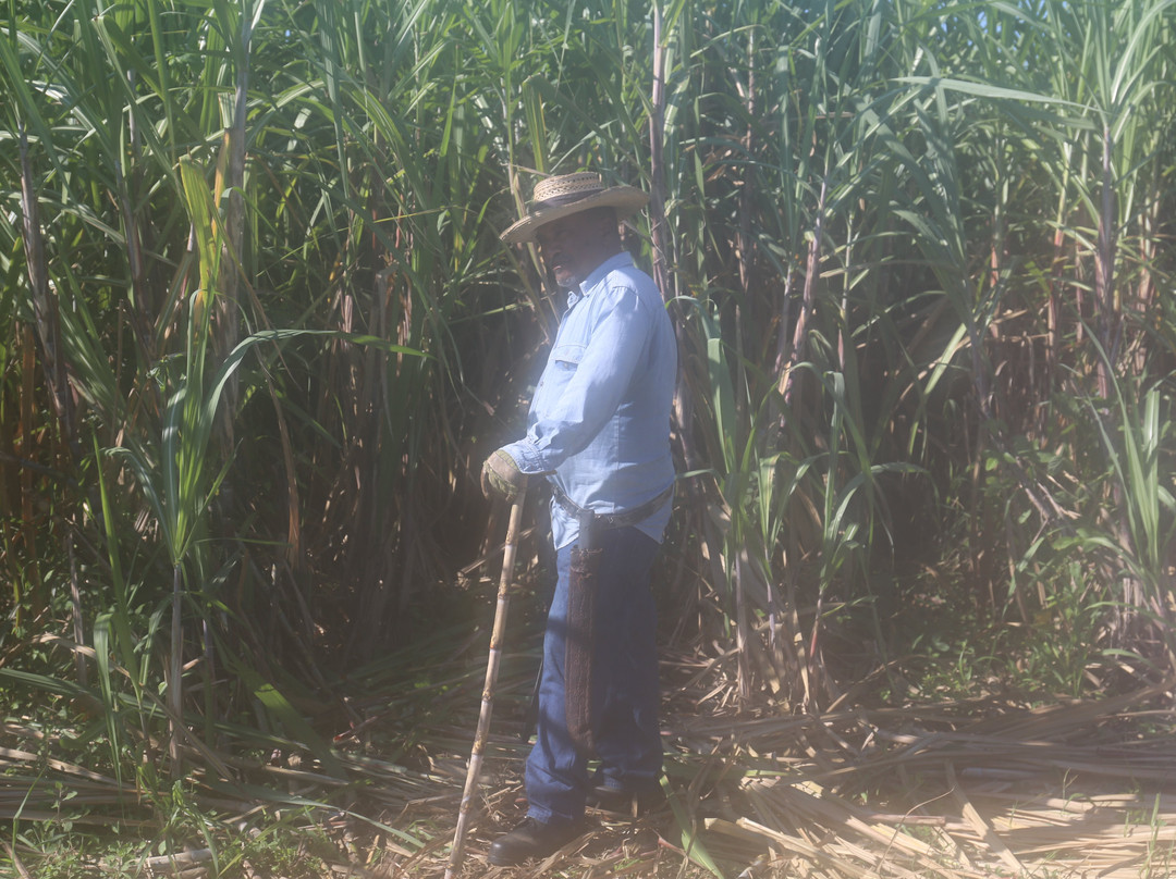 Sugar Cane Museum景点图片