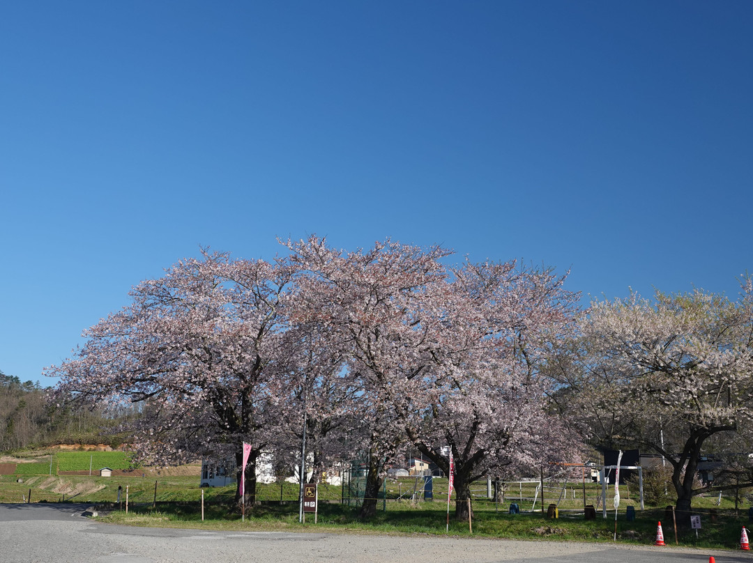 Isazawa no Kubo Zakura景点图片
