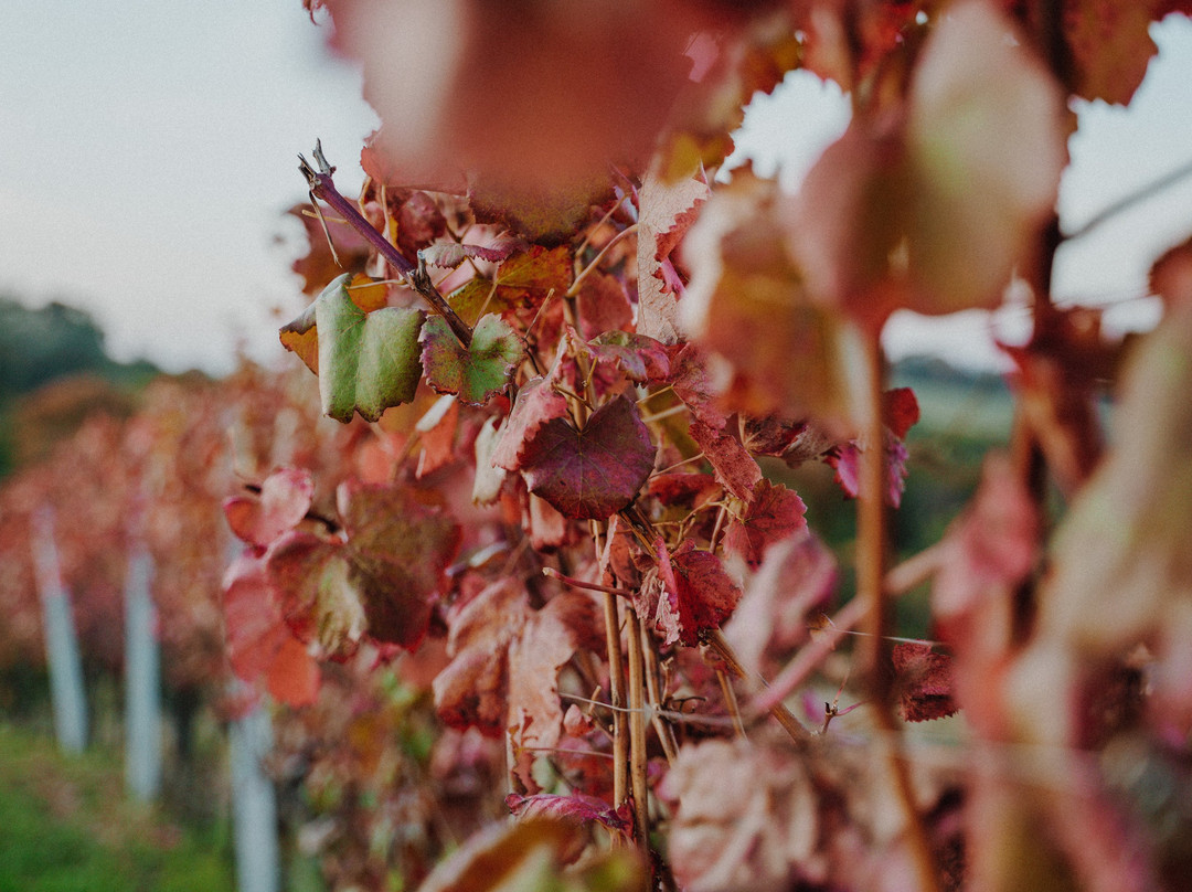 Vino Lovrec: organic winery景点图片