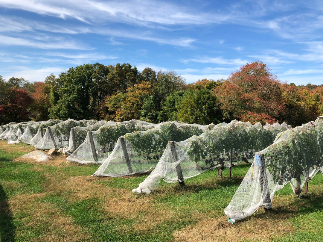 Sunset Hill Vineyard-Lyme必去景点
