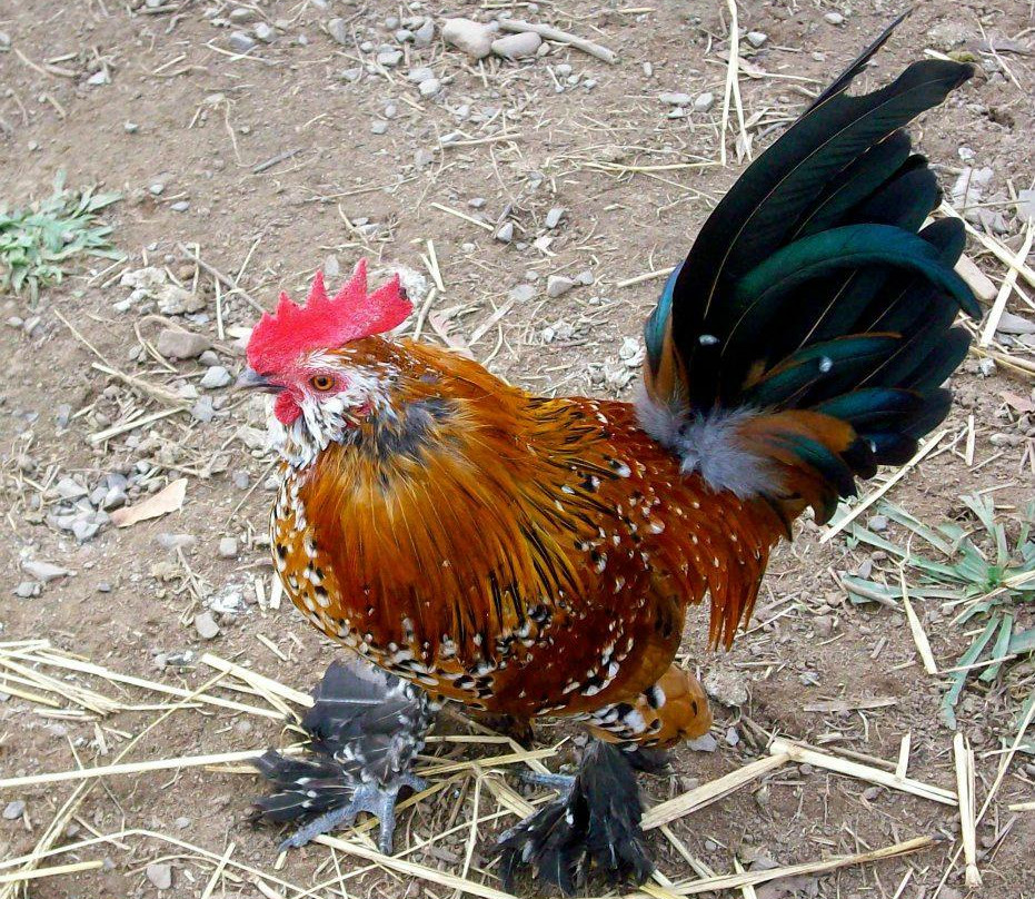 Fairport旅游景点-Lollypop Farm, Humane Society of Greater Rochester