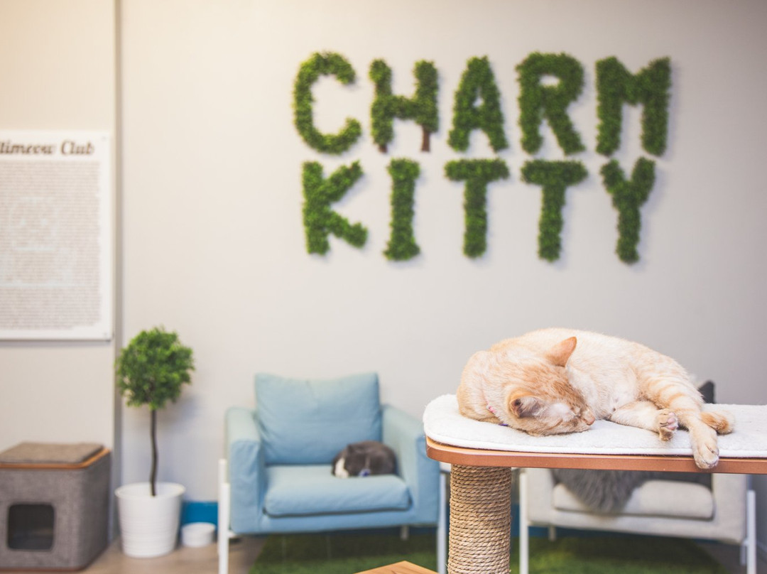 Charm Kitty Cafe景点图片