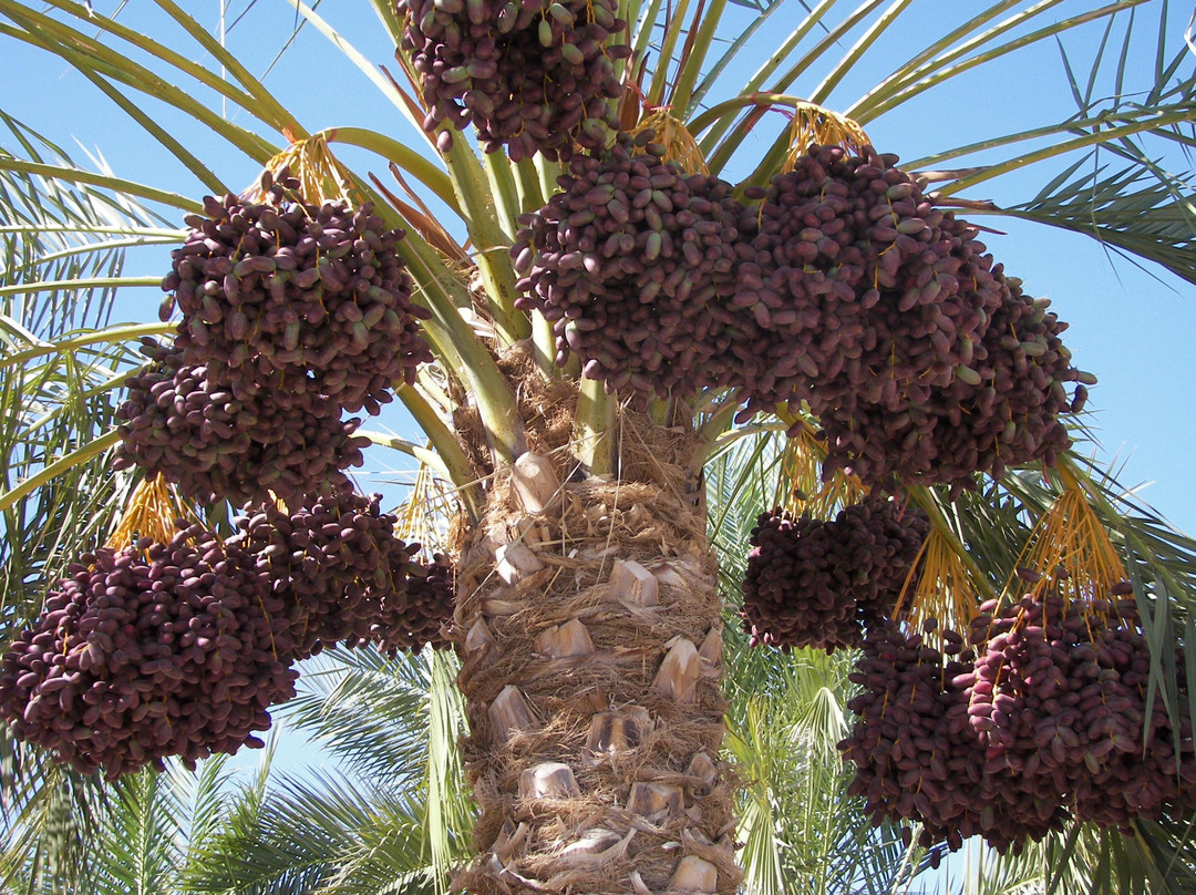 Martha's Gardens Medjool Date Farm景点图片