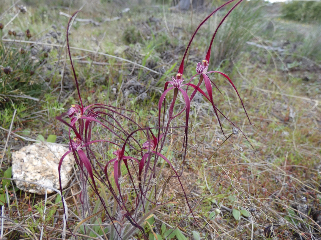 Merredin Peak-Merredin必去景点