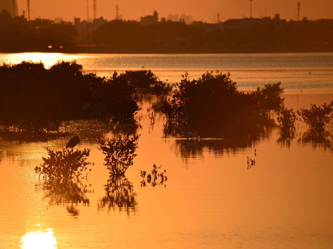 Dohat Arad Lagoon-穆哈瑞克必去景点