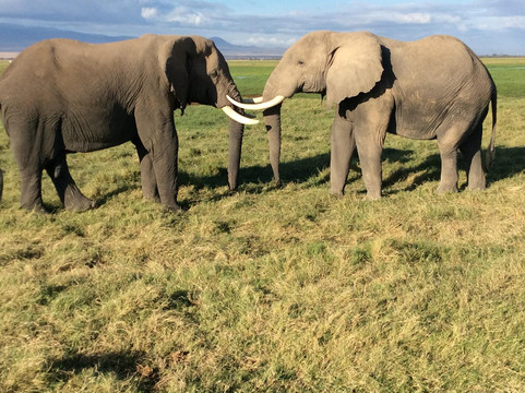 FRENZY ADVENTURES LIMITED-蒙巴萨必去景点