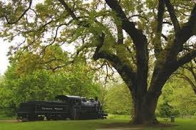 Rose Garden in Avery Park-科瓦利斯必去景点