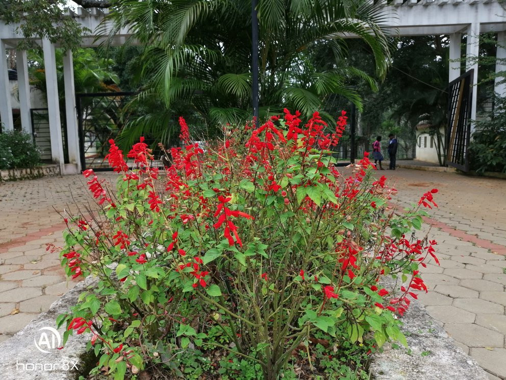 Botanical Garden景点图片