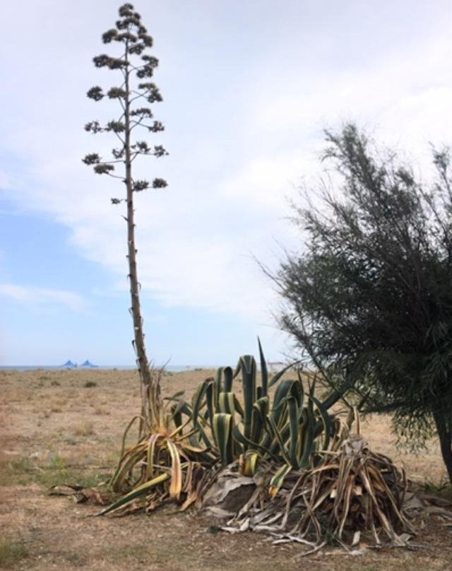 Eco Resort dei Siriti主图