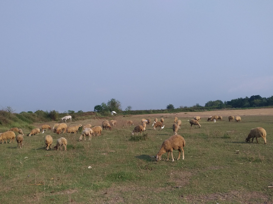 Kirmitli Bird Sanctuary-Osmaniye必去景点