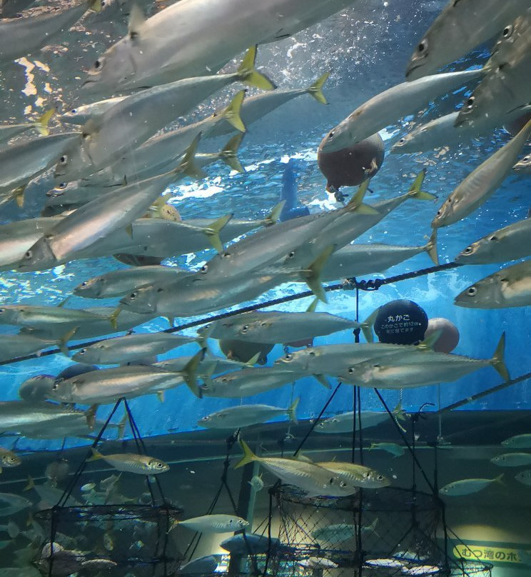 Aomori Asamushi Aquarium-青森市必去景点