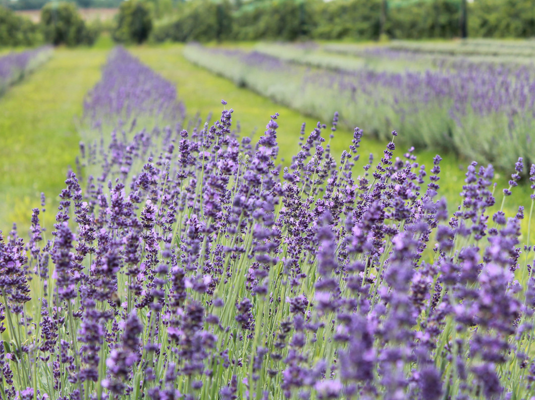 Bonnieheath Estate Lavender & Winery景点图片