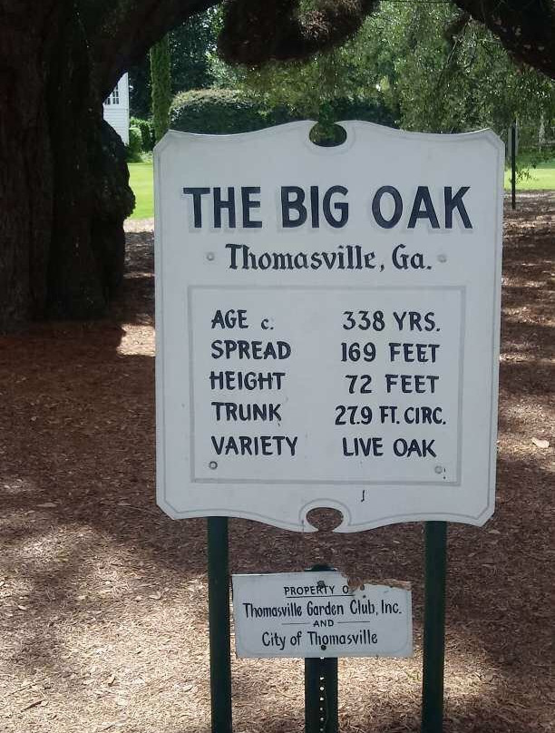 Thomasville's Historic Big Oak-Thomasville必去景点