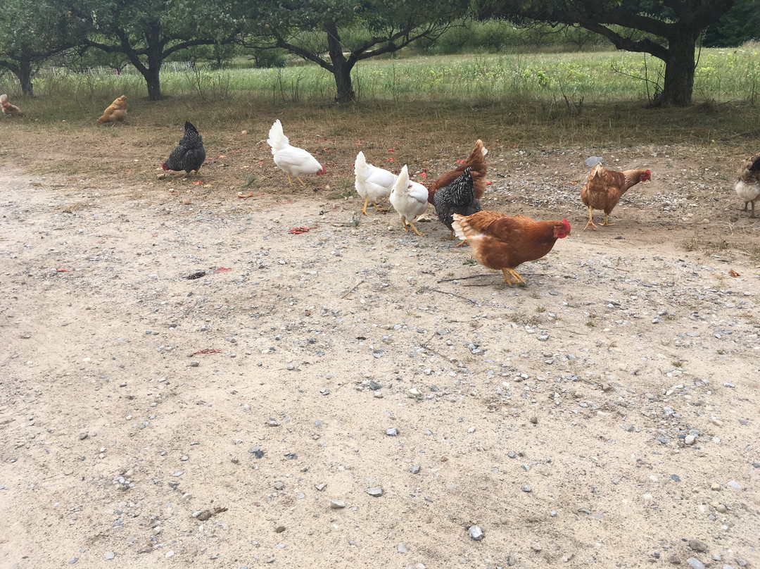 Green Bird Organic Cellars &  Farm景点图片