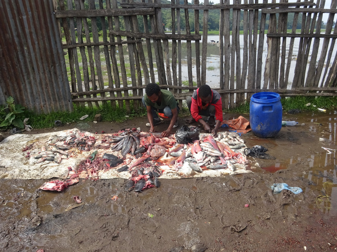 Fish Market at Awassa Lake景点图片