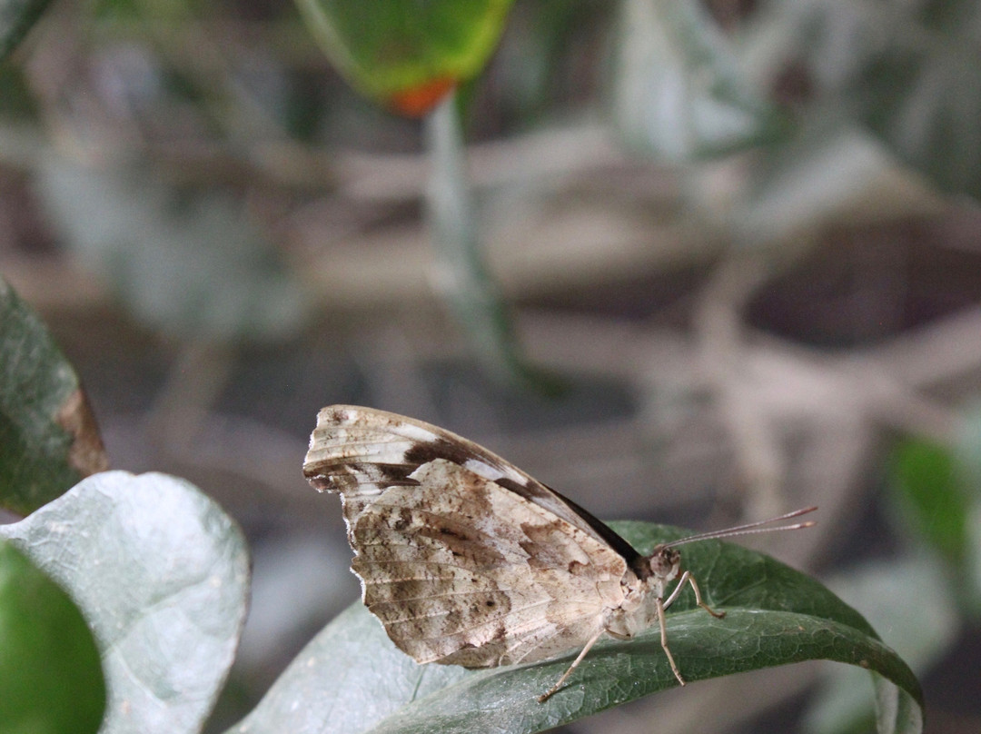 Magic Wings Butterfly Conservatory and Gardens景点图片