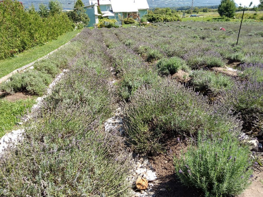 Lavande Azulée-Baie-St-Paul必去景点